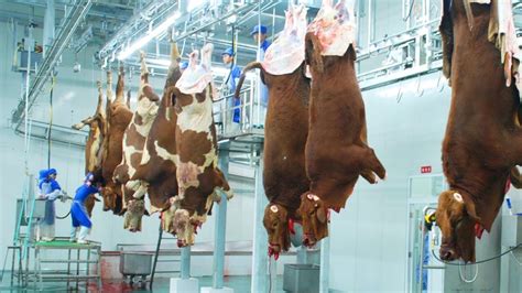 meat processing systems for sale